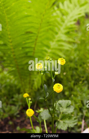 The globeflower (Trollius). Yellow flowers Trollius or globeflower Herbal collections of globeflower (Trollius) for cosmetics, cosmetology, medical pu Stock Photo