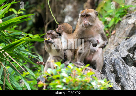 Cute little monkey eating and sitting with his family on a rock in Phang Nga, Thailand, Asia. Stock Photo