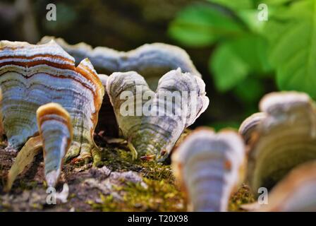 fungus and moss growing on a dead fallen tree Stock Photo
