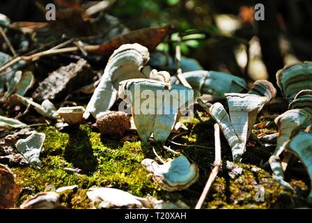 fungus and moss growing on a dead fallen tree Stock Photo