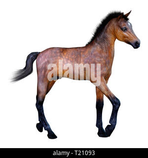 3D rendering of a bay horse foal isolated on white background Stock Photo