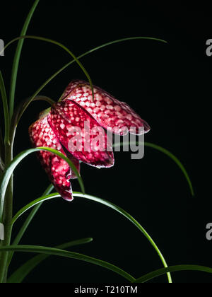 Close-up of the blossom of a snake's head flower isolated on black Stock Photo