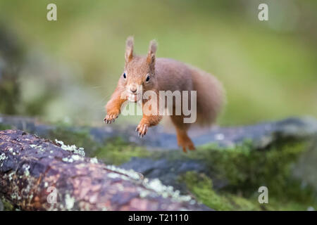 Jumping Eurasian red squirrel Stock Photo