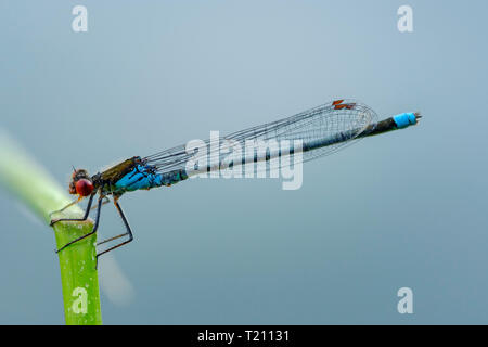 Male red-eyed damselfly in front of blue background Stock Photo