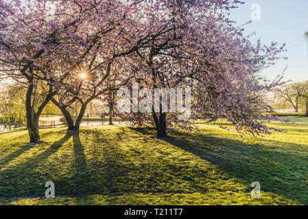 Germany, Hamburg, Alsterpark, flowering cherry trees Stock Photo