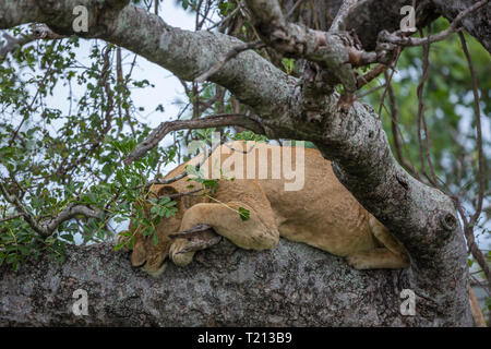 African lion in Kruger National park, South Africa ; Specie Panthera leo family of Felidae Stock Photo