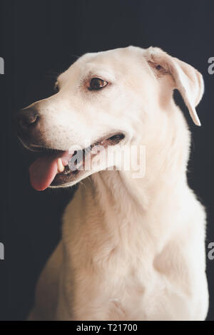 Portrait headshot of a Labrador retriever Stock Photo