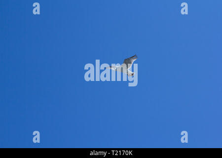 A bird on a clear blue sky and the trail of a flying airplane. Minimalism. Beautiful seagull soaring in the blue sky Stock Photo