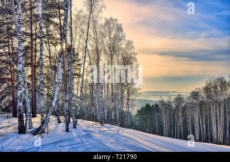 Sunrise in the mountain winter forest.  Gentle pink morning sunlight among white trunks of birch trees, pines on snowy slopes of hills - fairy tale of Stock Photo