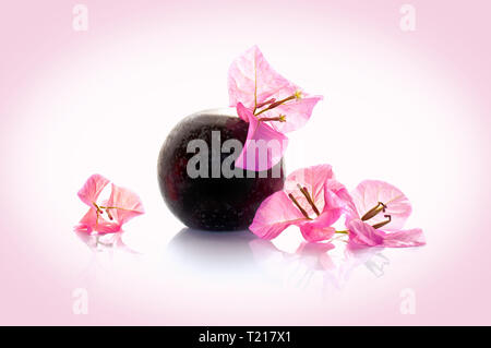 Bougainvillea pink flower in a vase on pink background Stock Photo