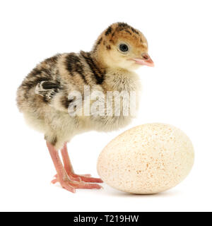 Chicken turkey isolated on a white background Stock Photo