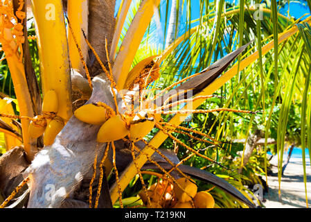 Coconuts on a palm tree in the lagoon Huahine, French Polynesia. Close-up. With selective focus Stock Photo