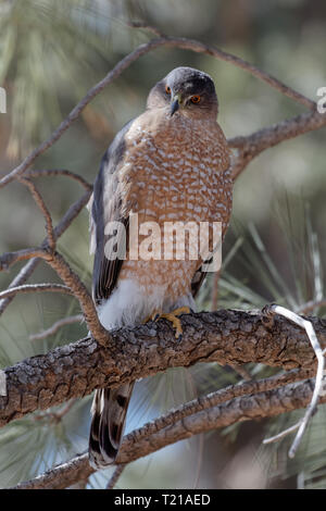 A Cooper's hawk unblinking attention is on display in Lion's Park, Cheyenne, Wyoming Stock Photo