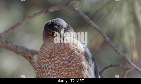 A Cooper's hawk unblinking attention is on display in Lion's Park, Cheyenne, Wyoming. Stock Photo