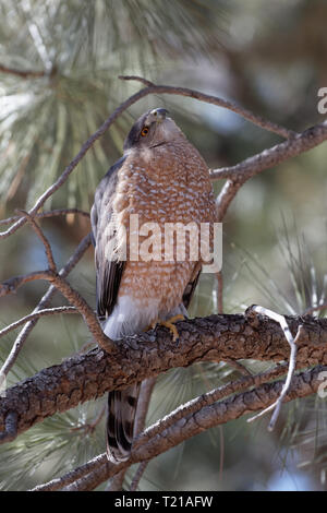 A Cooper's hawk unblinking attention is on display in Lion's Park, Cheyenne, Wyoming. Stock Photo