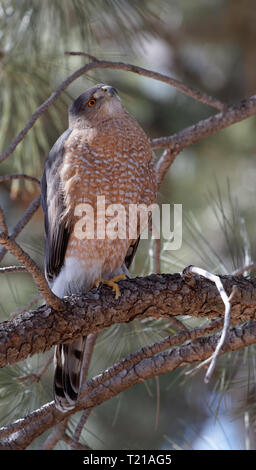 A Cooper's hawk unblinking attention is on display in Lion's Park, Cheyenne, Wyoming. Stock Photo