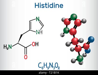 Histidine (L- histidine , His, H) amino acid molecule. It is used in the biosynthesis of proteins. Structural chemical formula and molecule model. Vec Stock Vector