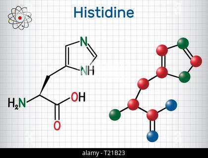 Histidine (L- histidine , His, H) amino acid molecule. It is used in the biosynthesis of proteins. Sheet of paper in a cage. Structural chemical formu Stock Vector