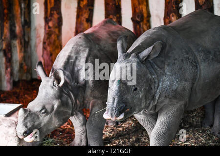 Edinburgh, UK. 29th March 2019. Sanjay the Rhino meets Qabid the rhino at Edinburgh Zoo, Scotland. Two year old Sanjay, arrived from Nuremberg Zoo, Germany on the 20th March 2019 and three year old, Qabid, arrived from Planckendael Zoo in Belgium in July 2018. They are both Greater one-horned rhinos - also known as Indian rhinoceros and great Indian rhinoceros - which are endangered with a total of 2,575 mature individuals estimated to live in the wild in 2008. Credit: Andy Catlin/Alamy Live News Stock Photo