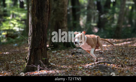 American Staffordshire Terrier puppy playing in forest. Stock Photo