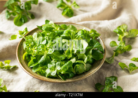 Raw Green Organic Mache Rosettes in a Bowl Stock Photo