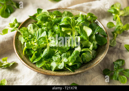 Raw Green Organic Mache Rosettes in a Bowl Stock Photo