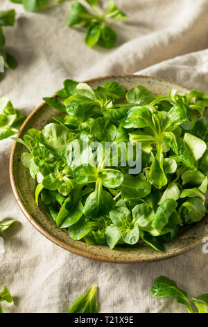 Raw Green Organic Mache Rosettes in a Bowl Stock Photo