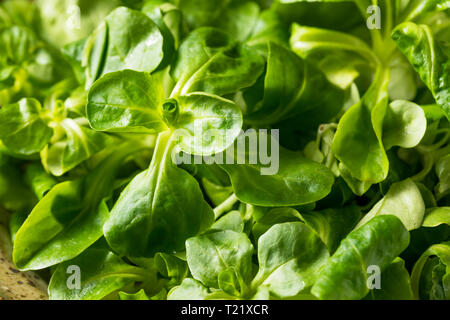 Raw Green Organic Mache Rosettes in a Bowl Stock Photo