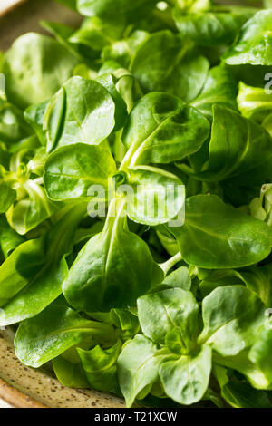 Raw Green Organic Mache Rosettes in a Bowl Stock Photo