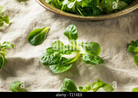 Raw Green Organic Mache Rosettes in a Bowl Stock Photo