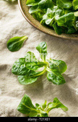 Raw Green Organic Mache Rosettes in a Bowl Stock Photo