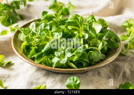 Raw Green Organic Mache Rosettes in a Bowl Stock Photo