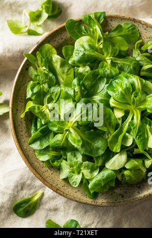 Raw Green Organic Mache Rosettes in a Bowl Stock Photo