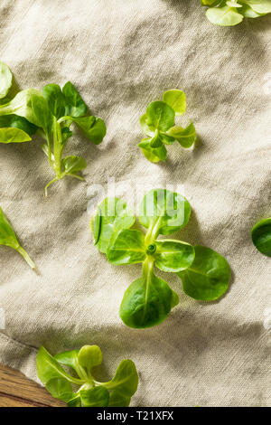 Raw Green Organic Mache Rosettes in a Bowl Stock Photo