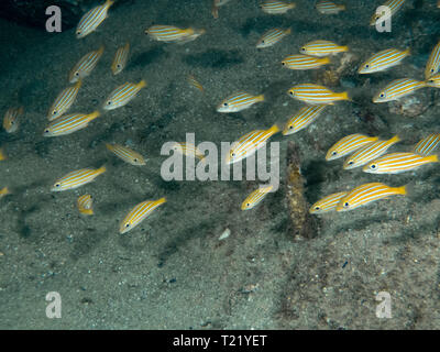 Juvenile Blue and Gold Snappers (Lutjanus viridis) Stock Photo