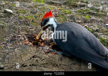 A pileated woodpecker snatches a grub from a fallen Douglas fir tree, but the grub is too big to swallow. After several tries, the bird lost its grip  Stock Photo