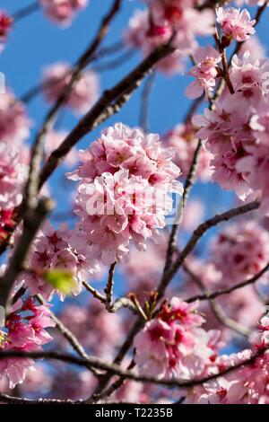 Cherry blossoms against blue sky