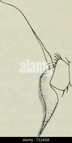 Archive image from page 54 of Diptera Danica genera and species Diptera Danica: genera and species of flies hitherto found in Denmark  dipteradanicage04lund Year: 1907  Pipunculus. 47 Ve 1884 (H. J. Hansen). As my female is in a somewhat bad state the description is partly taken from Becker. Geographical distribution: — Northern and middle Europe down into Styria and on Corsica, towards the north to southern Sweden. 17. P. rufipes Meig. 1824. Meig. Syst. Beschr. IV, 21, 4. - 1844. Zett. Dipt. Scand. Ill, 959, 12 et 1849. VIII, 3207, 12 et 1859. XIII, 6059, 12. - 1862. Schin. F. A. I, 247. — 18 Stock Photo