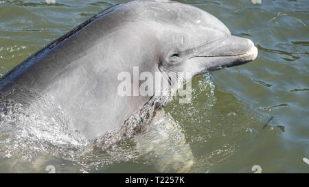 Dolphin Research Center Marathon, FL USA March 22 2019 Stock Photo