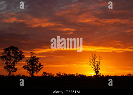 once in a life time sunset in Australia with sillhouettes of trees, Cobram, Victoria Stock Photo