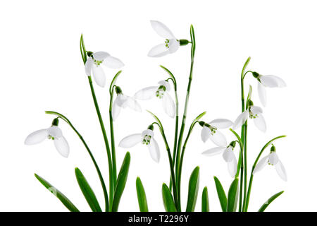 Spring snowdrop flower, isolated on white background Stock Photo