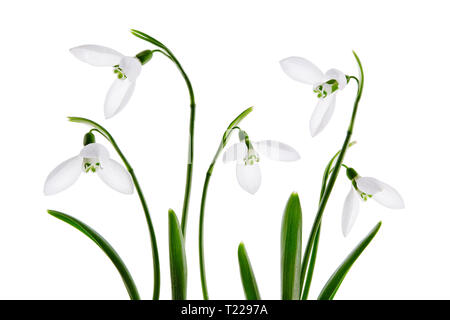 Spring snowdrop flower, isolated on white background Stock Photo