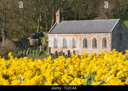 Kinneff Old Church with a field of daffodils in the foreground. Stock Photo