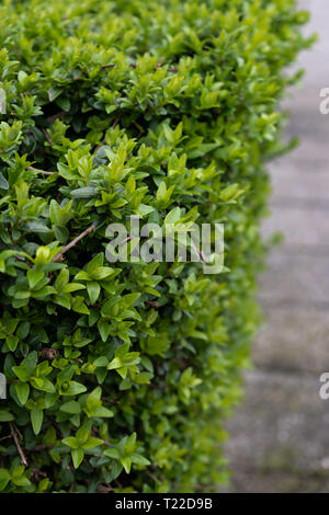Close-up side view of vividly green green hedge. Blurred sidwalk background Stock Photo