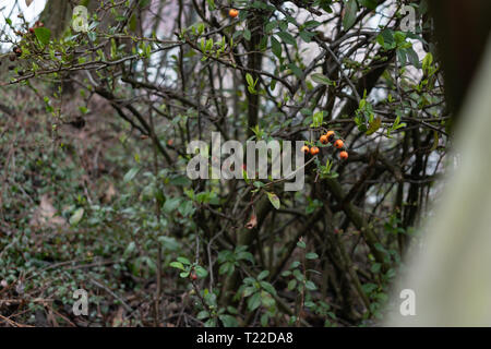Fence foreground with orange wildberries on thicket wild wood Stock Photo