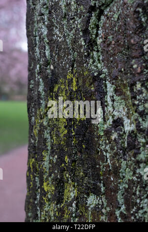 High contrast and earth tones on tree. Lichen growing on park tree in early spring. Foreground focus Stock Photo