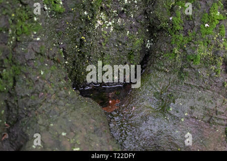 Dead autumn leaf laying in small tree pool of water. Moss and lichen growing on wet park tree. Close-up changes perspective of the outdoors. Stock Photo