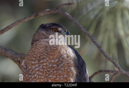 A Cooper's hawk unblinking attention is on display in Lion's Park, Cheyenne, Wyoming Stock Photo