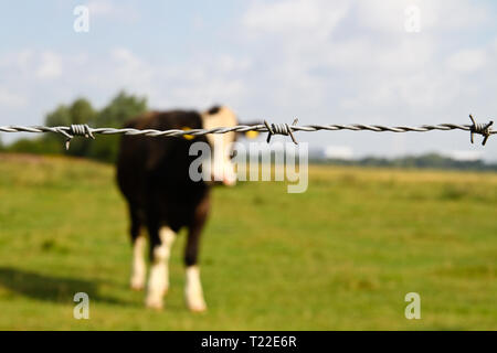 cow behind barbed wire fence on green meadow Stock Photo