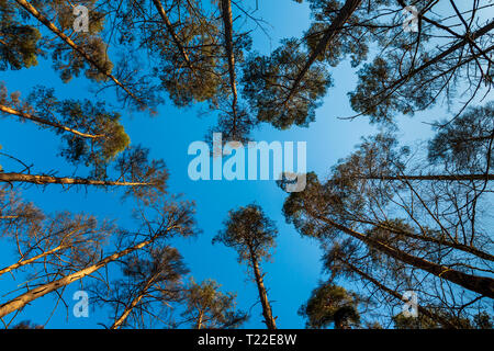 Looking up to the pine forest canopy of Swinley Forest Stock Photo